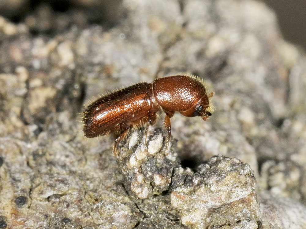 Xyleborus monographus (cf.) - Scolytidae